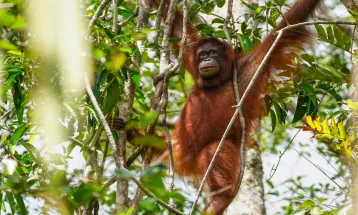 3 Rescued Orangutans Repatriated form Thailand to Indonesia