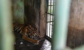 Three Tigers Dead, Four Others Critically Ill Due to Financial Crisis at Medan Zoo