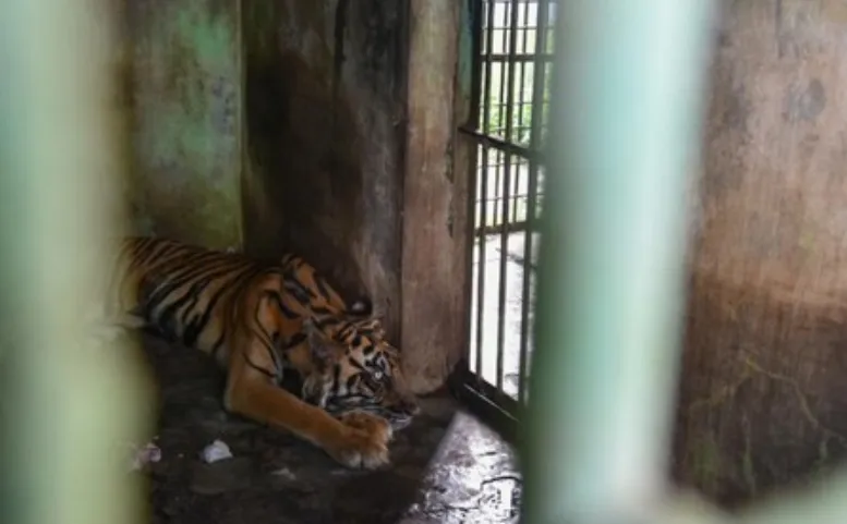 Three Tigers Dead, Four Others Critically Ill Due to Financial Crisis at Medan Zoo