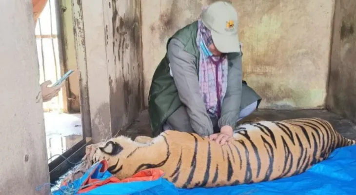 Three Tigers Dead, Four Others Critically Ill Due to Financial Crisis at Medan Zoo