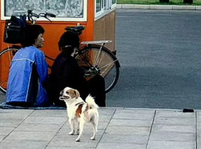 Korea Utara Larang Pelihara Anjing, Kecuali untuk Dimakan atau Digunakan Bulunya