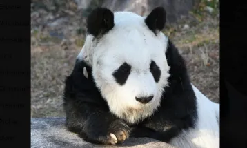 Panda Raksasa Tertua Melahirkan Anak Kembar di Hong Kong