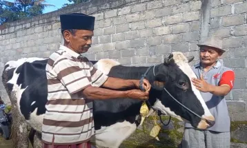 Tradisi Unik: Syawalan di Boyolali, Ratusan Sapi di Arak