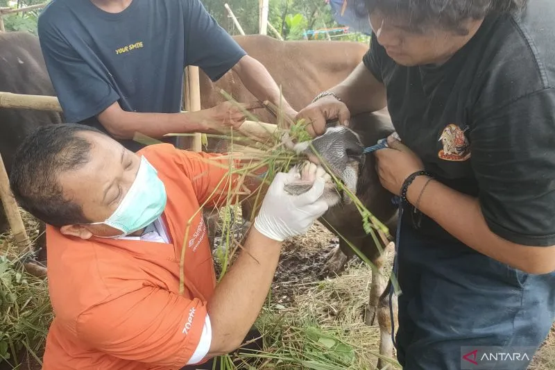 Sebelum Beli Hewan Kurban, Warga Diimbau untuk Periksa Sertifikat Sehat