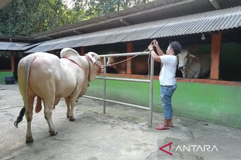 Jokowi Beli Sapi Kurban dari Peternak di Bantul, Berapa Harganya?