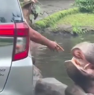 Respons Taman Safari Usai Viral Pengunjung Lempar Plastik ke Mulut Kuda Nil