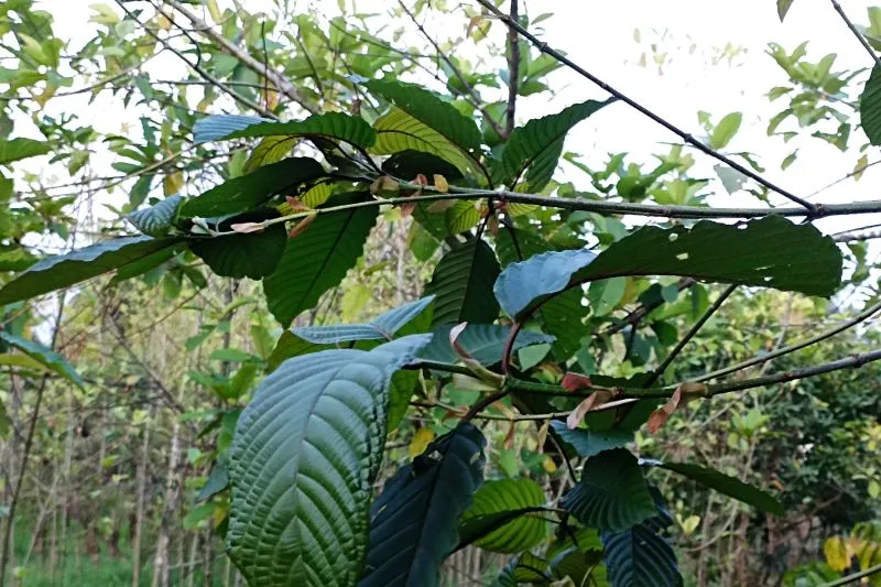 Mengenal Kratom, Tanaman yang Tengah Ramai Dibahas Legalisasinya