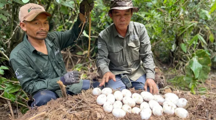 ⁠Near-Extinct Siamese Crocodiles Resurface in Cambodia