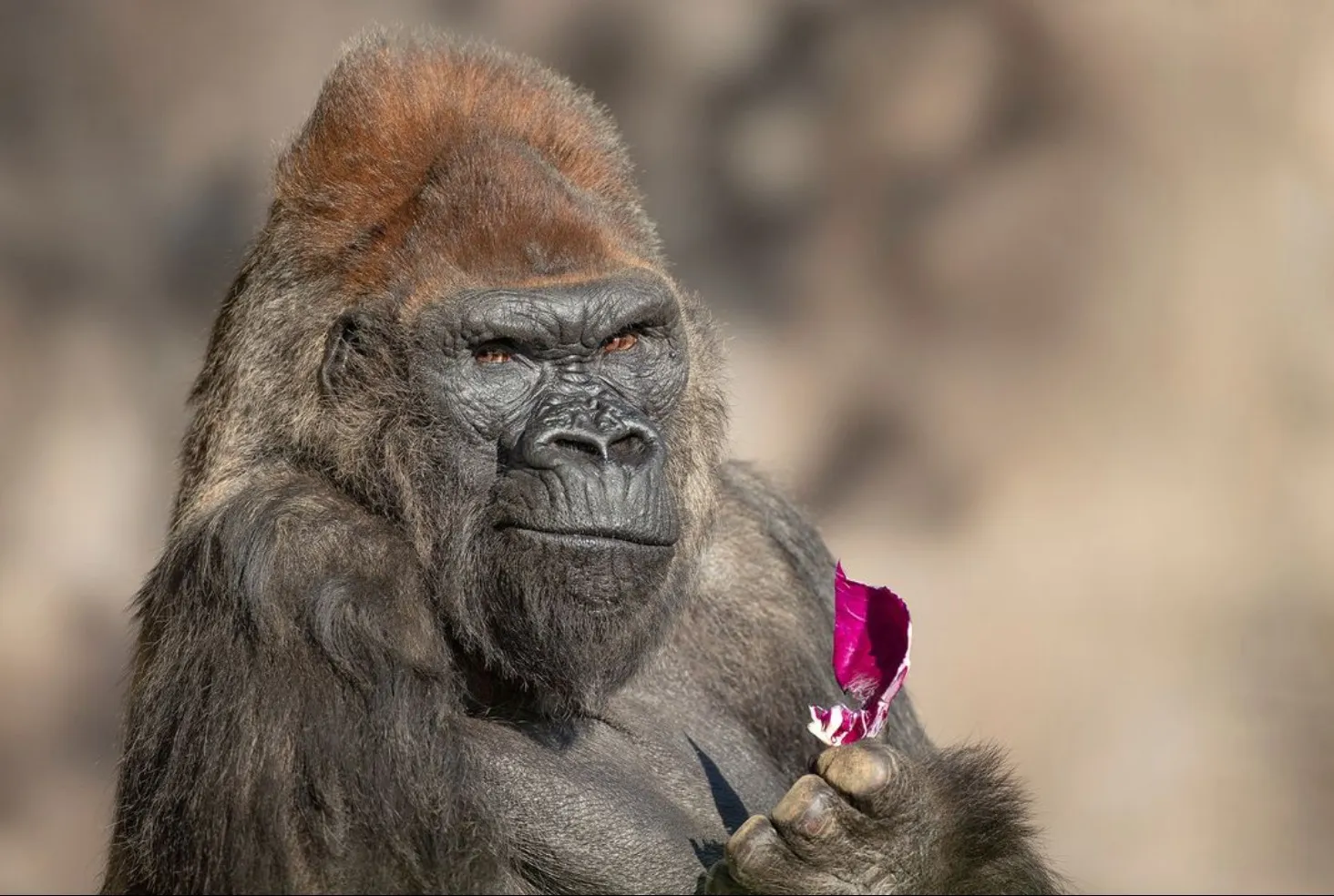 World's Oldest Male Gorilla Euthanized After Suffering Prolonged Pain