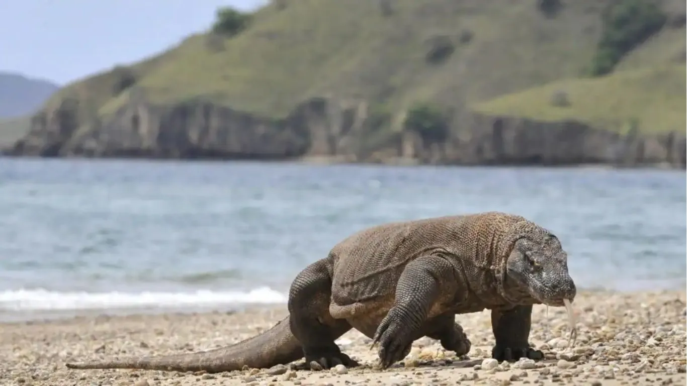 Taman Nasional Komodo akan Ditutup Sementara Tahun Depan untuk Pemulihan Kawasan