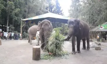 Taman Safari dan Kebun Binatang, Apa Bedanya?