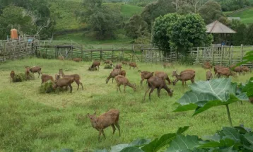 Let's Get to Know Sambar Deer, One of the Most Endangered Animals Preserved in Kalimantan