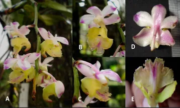 BRIN Discovers New Orchid Species Aerides Obyrneana Endemic to Indonesia