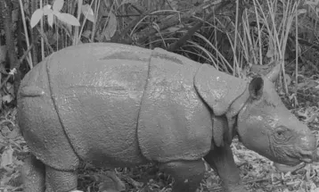 MoEF Announces Birth of Javan Rhino in Ujung Kulon National Park