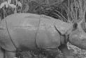 MoEF Announces Birth of Javan Rhino in Ujung Kulon National Park