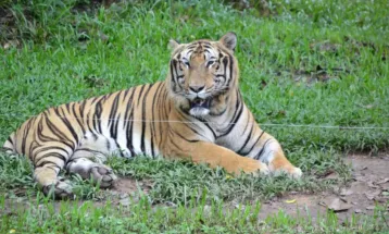 47 Tigers in Vietnam Zoos Die from Bird Flu