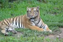 47 Tigers in Vietnam Zoos Die from Bird Flu