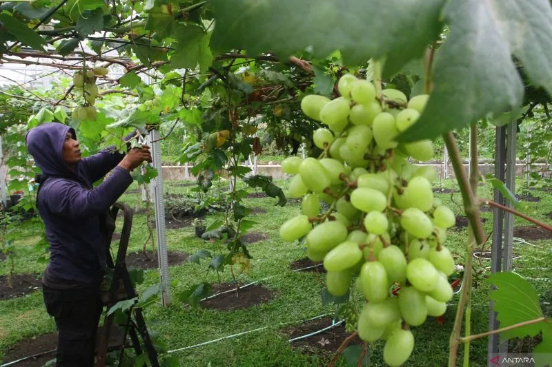 Kemenkes Akan Bekerja Sama dengan Kementan Tanggapi Isu Pestisida di Anggur Shine Muscat