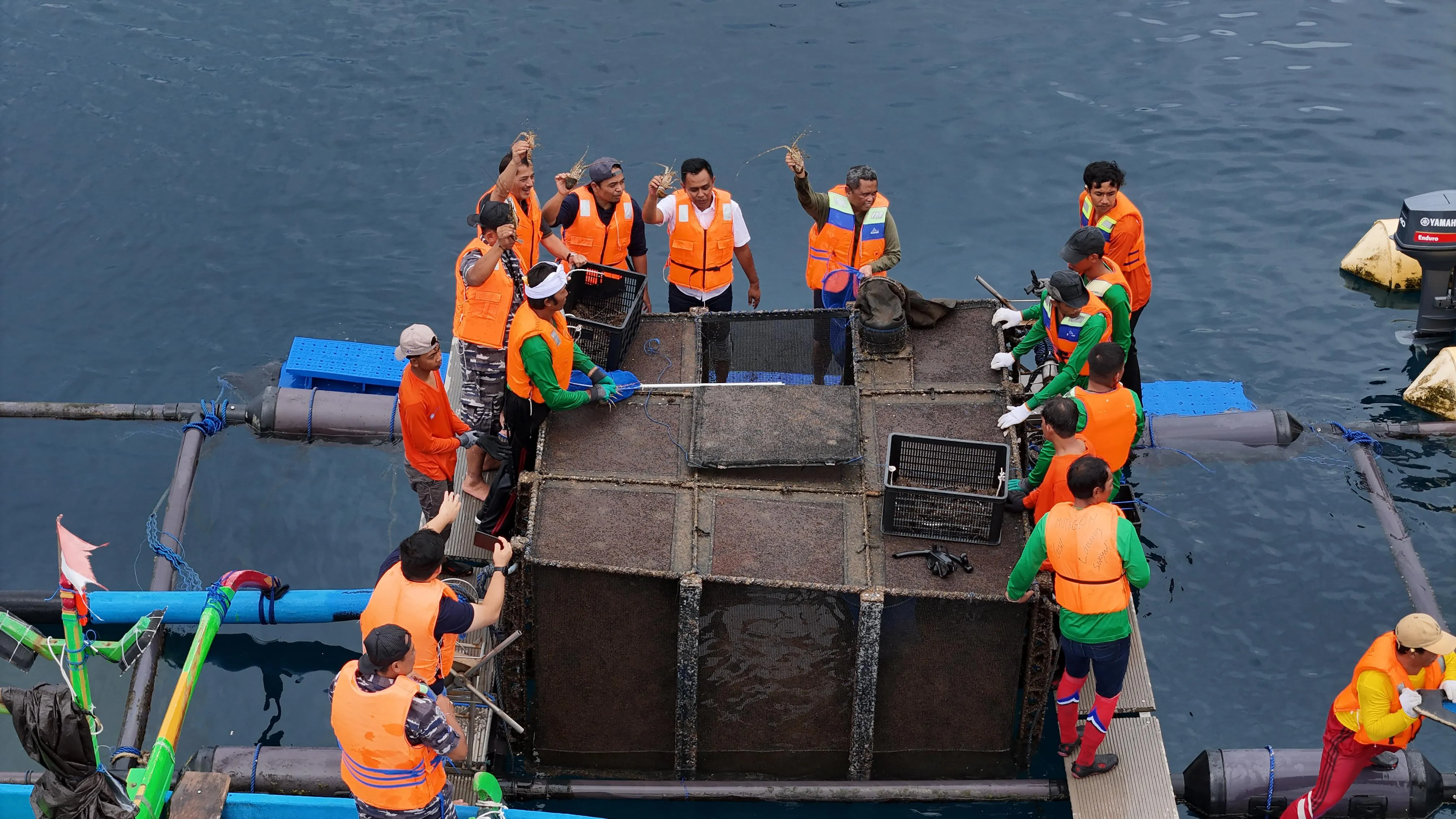 Budidaya Lobster Nasional Mulai Bangkit: PT. Gajaya Aquaculture International Gelar Panen Perdana