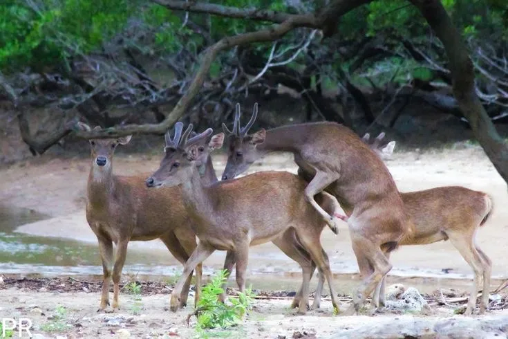 15 Ekor Rusa Dilepasliarkan di Taman Nasional Baluran Situbondo