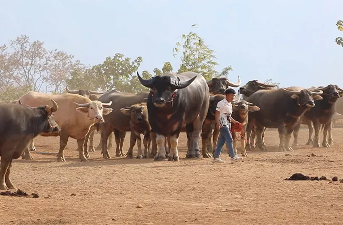 King Kong Broke Records as World's Tallest Water Buffalo