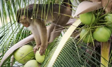 PETA Intensifies Campaign Against Monkey Labor in Thailand